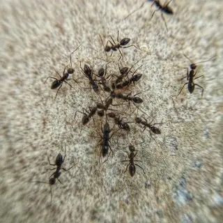 Ant-Control--in-Boring-Oregon-Ant-Control-24657-image