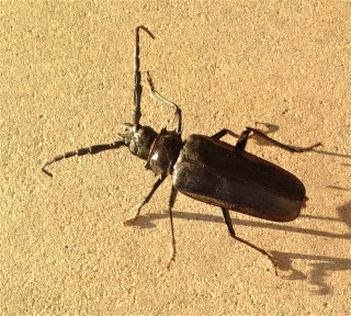 Beetle-Control--in-Cornelius-Oregon-Beetle-Control-50530-image