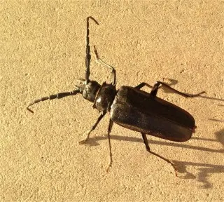 Beetle-Control--in-Aurora-Oregon-Beetle-Control-50530-image