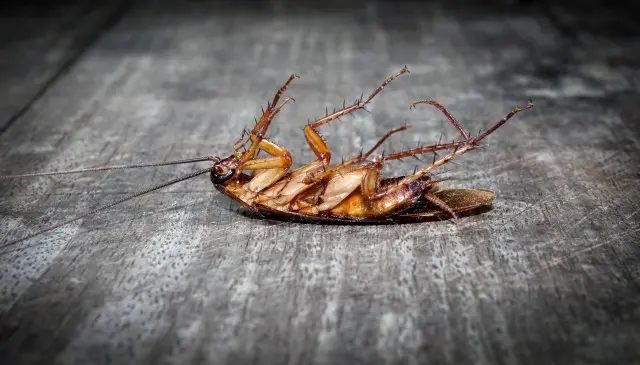 Cockroach-Removal--in-Aurora-Oregon-Cockroach-Removal-50200-image