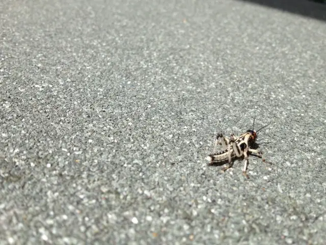 Cricket-Control--in-Aurora-Oregon-Cricket-Control-29731-image