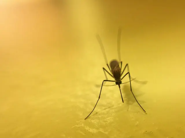 Mosquito-Removal--in-Forest-Grove-Oregon-Mosquito-Removal-54335-image
