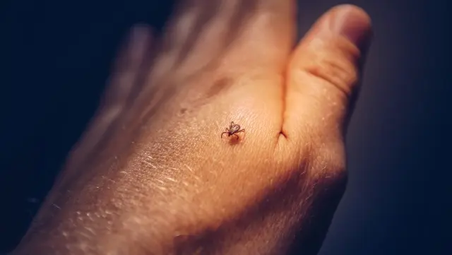 Tick-Control--in-Cornelius-Oregon-Tick-Control-12542-image