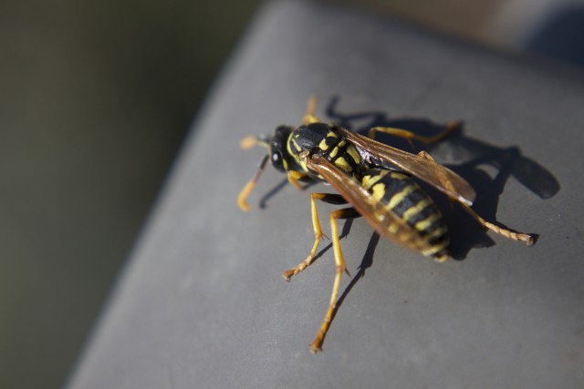 Wasp-Removal--in-Boring-Oregon-Wasp-Removal-4290-image