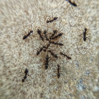Ant-Control--ant-control.jpg-image
