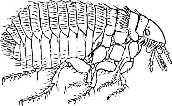 Flea-Control--in-Turner-Oregon-flea-control-turner-oregon.jpg-image